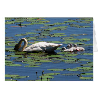 Trumpeter Swan & Cygnets