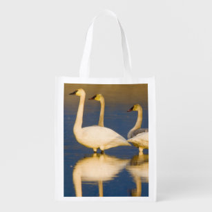 Trumpeter swan family in last light at pond at 2 reusable grocery bag