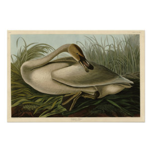 Trumpeter Swan - from Audubon's Birds of America Photo Print