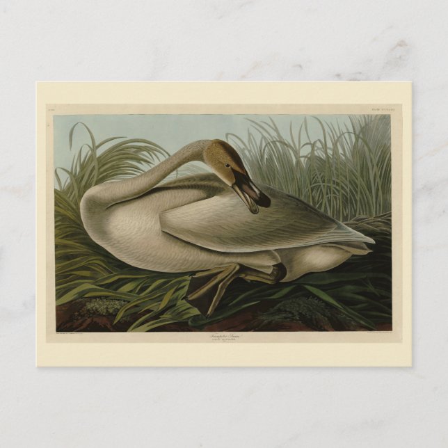 Trumpeter Swan - from Audubon's Birds of America Postcard (Front)