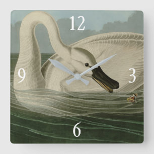 Trumpeter Swan - from Audubon's Birds of America Square Wall Clock