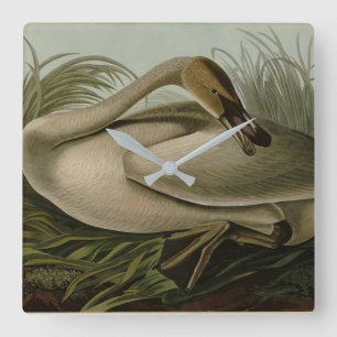 Trumpeter Swan - from Audubon's Birds of America Square Wall Clock