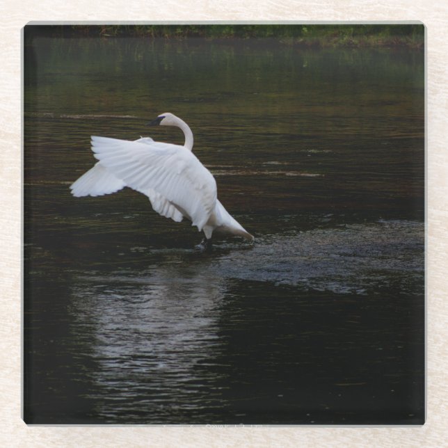 Trumpeter Swan Glass Coaster (Front)