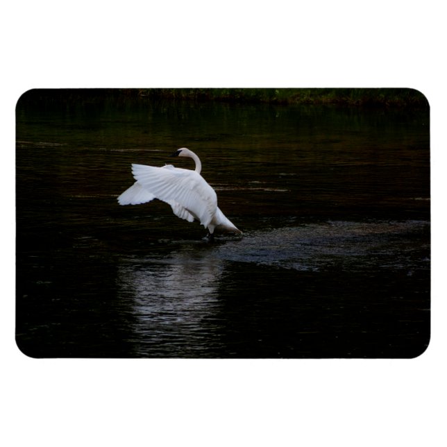 Trumpeter Swan Magnet (Horizontal)