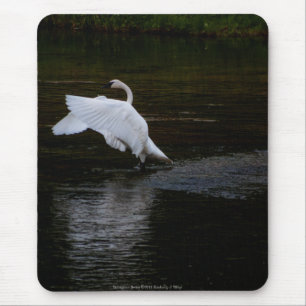 Trumpeter Swan Mouse Pad