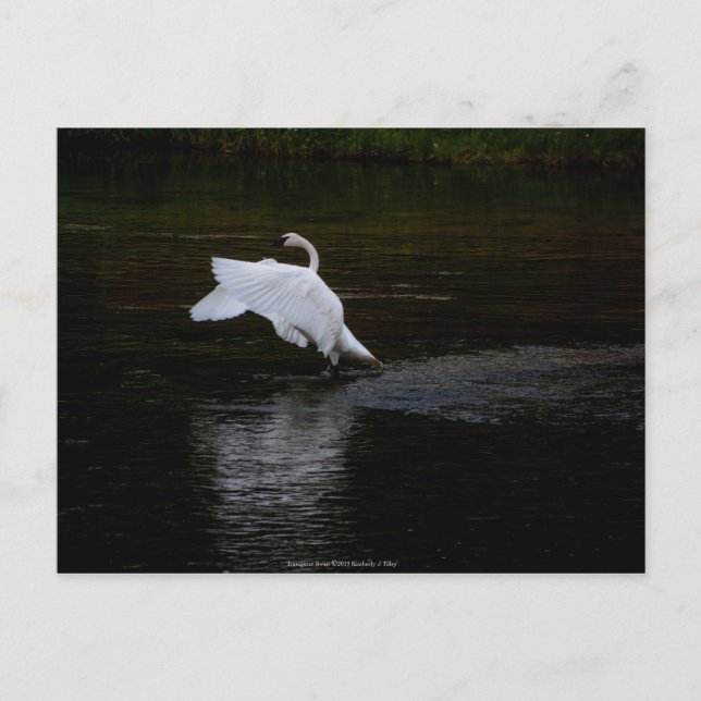 Trumpeter Swan Postcard (Front)