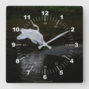 Trumpeter Swan Square Wall Clock
