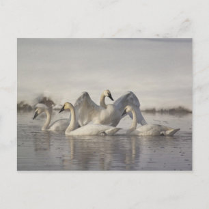 Trumpeter Swans in the Madison River in winter Postcard