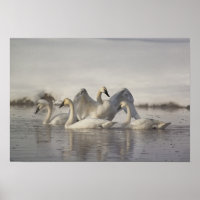 Trumpeter Swans in the Madison River in winter