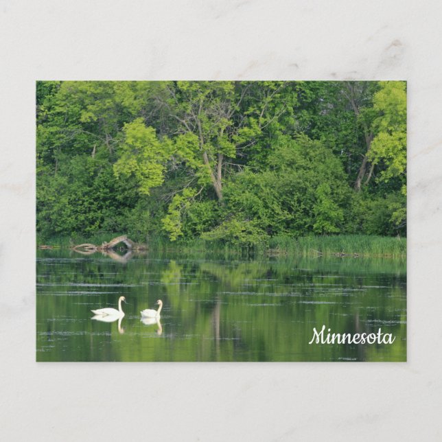 Trumpeter Swans Postcard (Front)