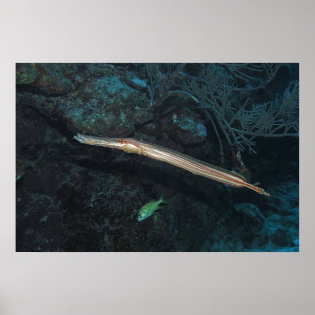 Trumpetfish Poster (Front)