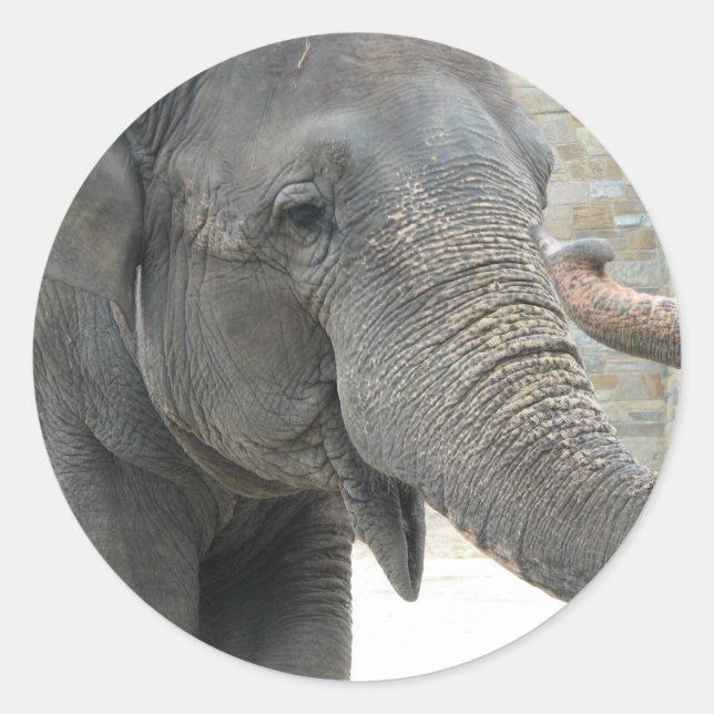 Trumpeting Elephant Sticker (Front)