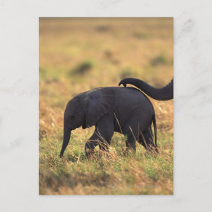 Trunk of elephant touching offspring , Kenya , Postcard