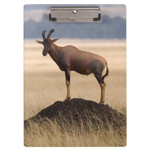 Tsessebe Antelope On Lookout For Predators Clipboard (Front)