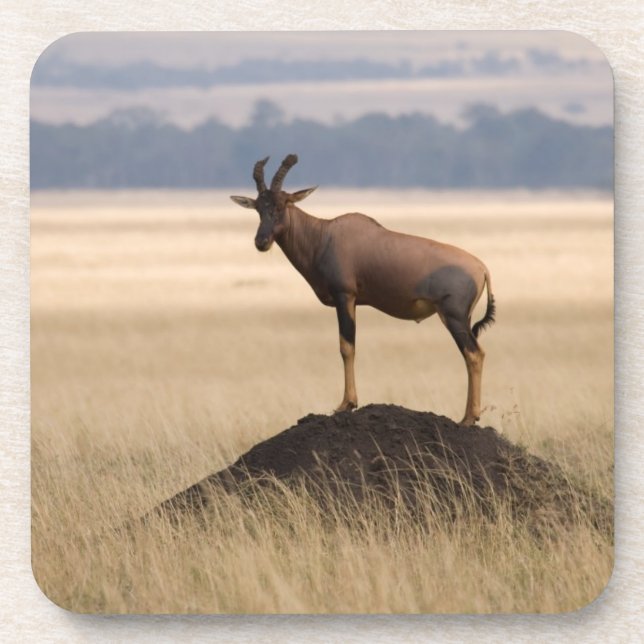 Tsessebe Antelope On Lookout For Predators Coaster (Front)