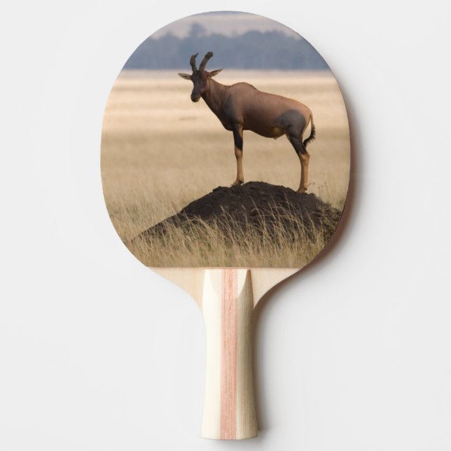 Tsessebe Antelope On Lookout For Predators Ping Pong Paddle (Front)
