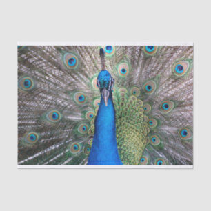 TSP - 098 - Peacock - Tissue Paper