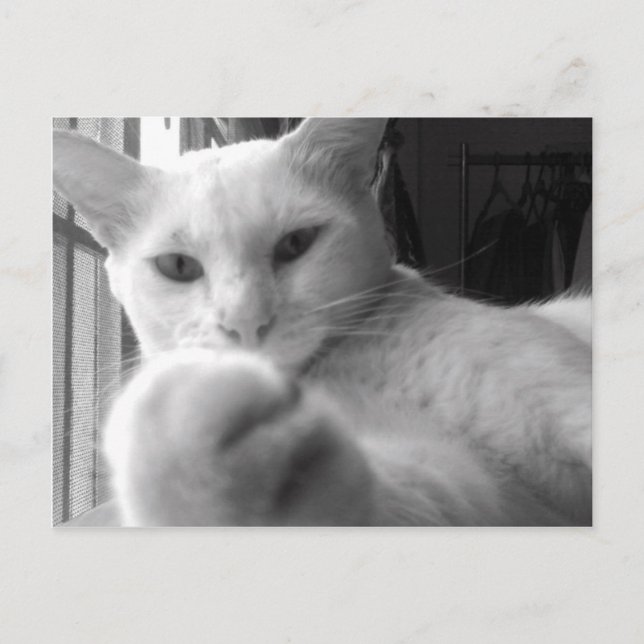 "Tu veux ma patte ?" Carte postale (Devant)