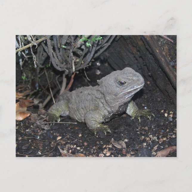 Tuatara Postcard (Front)