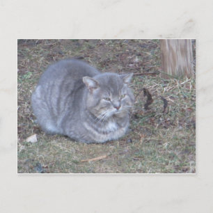 Tubby Grey Cat Postcard