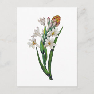 Tuberosa by Pierre Joseph Redoute Postcard