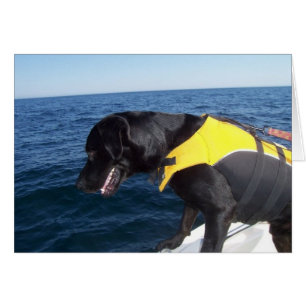 Tucker At Work Conservation Canines Labrador