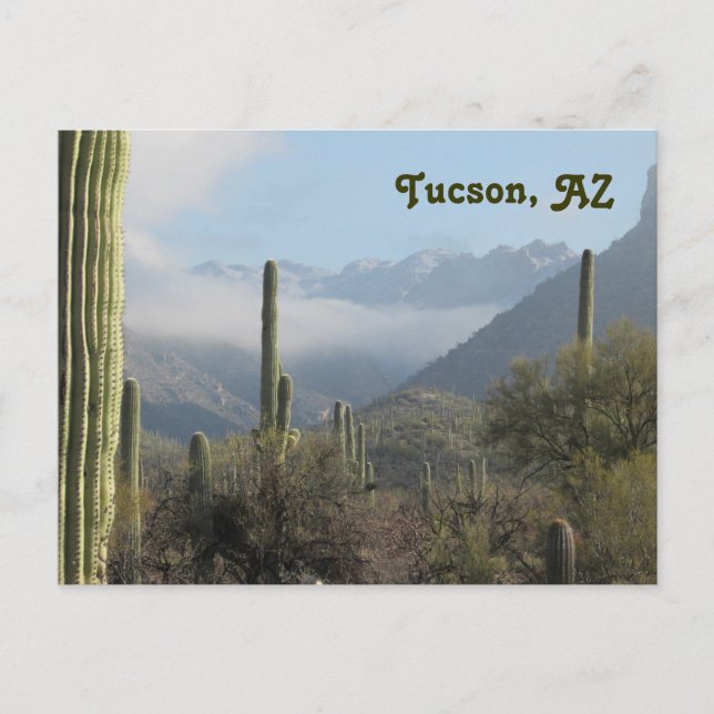 Tucson Arizona Desert Postcard (Front)