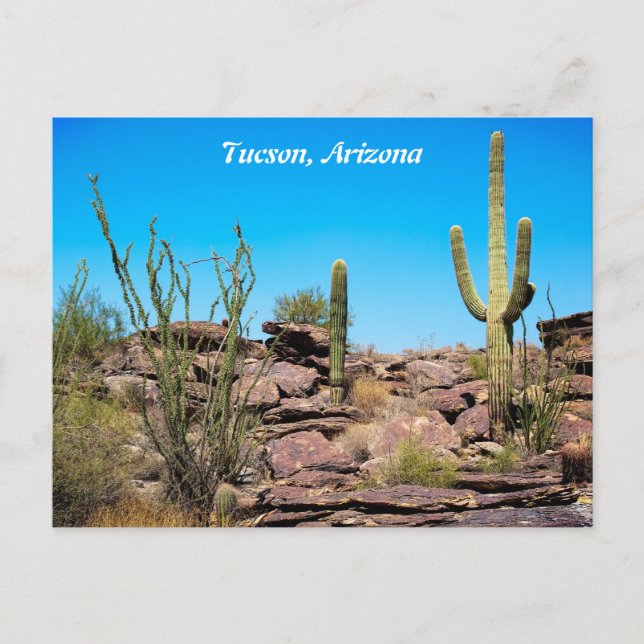 Tucson Arizona, Desert Southwest, Cacti Postcard (Front)