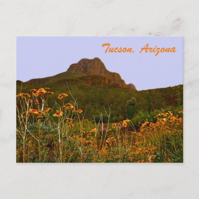 Tucson Mountain and Wildflowers at Sunset Postcard (Front)
