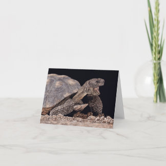 "Tucson Yawn" - Carte Tortue du désert