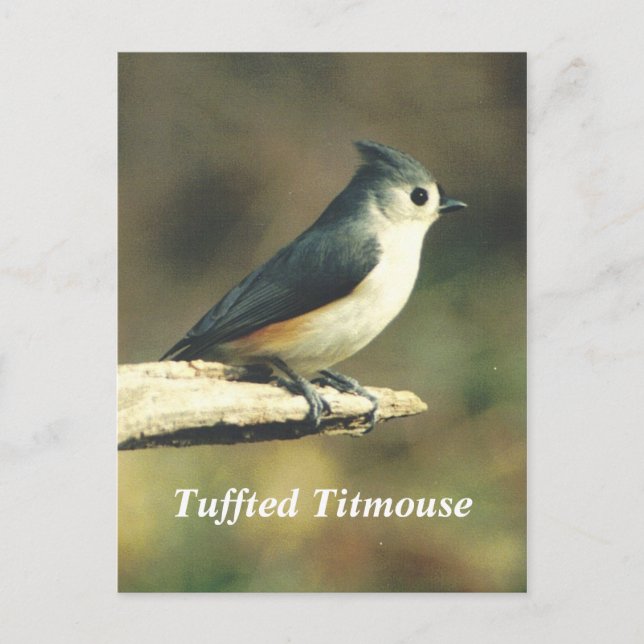 Tuffted Titmouse Postcard (Front)
