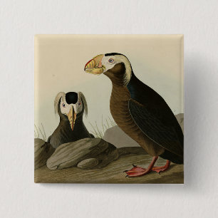Tufted Auk (Puffin) - Audubon's Birds of America 2 Inch Square Button