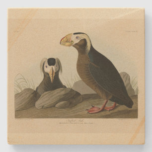 Tufted Auk (Puffin) - Audubon's Birds of America Stone Coaster