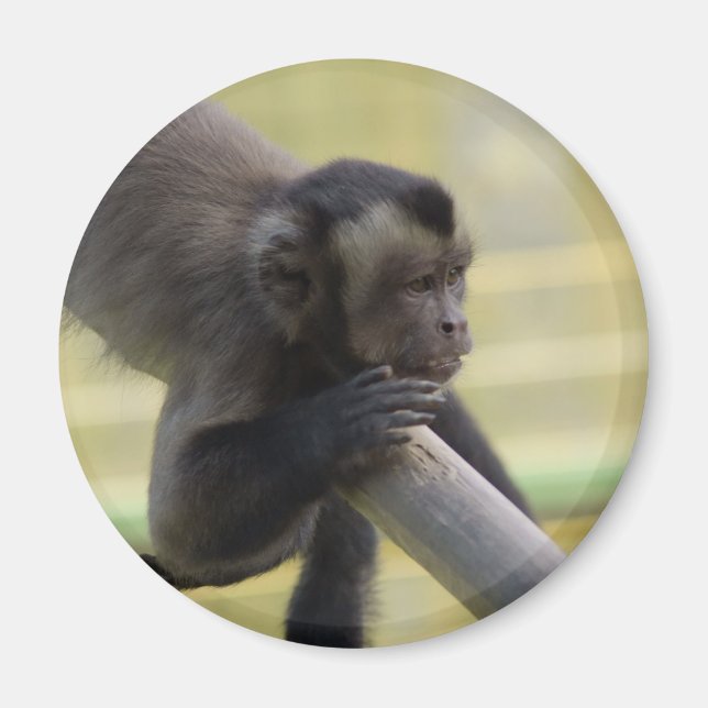 Tufted Capuchin Monkey Magnet (Front)