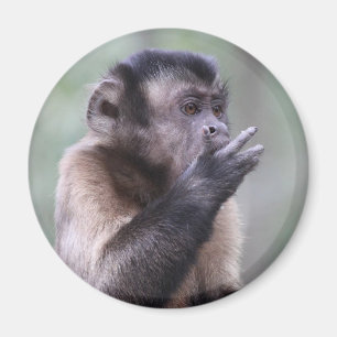 Tufted Capuchin Monkey Photo Magnet