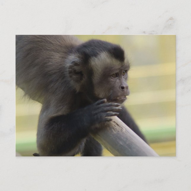 Tufted Capuchin Monkey Postcard (Front)