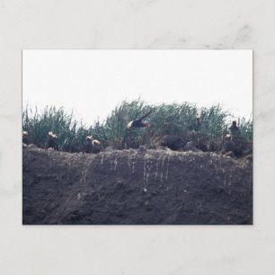 Tufted Puffin burrows Bogoslof Island Postcard