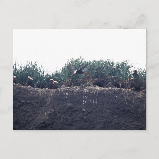 Tufted Puffin burrows Bogoslof Island Postcard (Front)