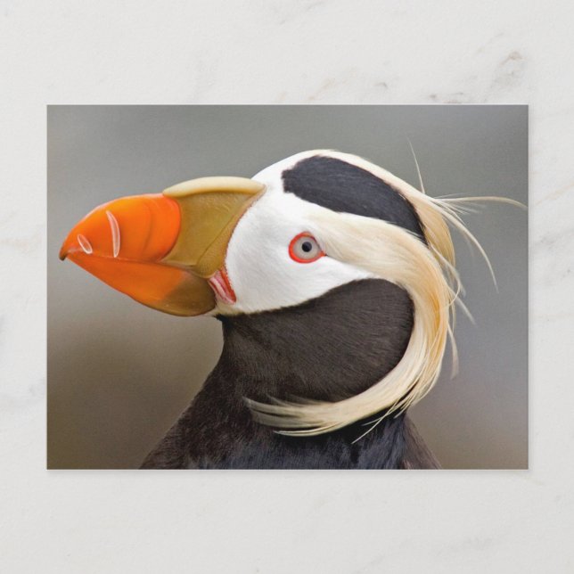 Tufted Puffin (Fratercula cirrhata) Postcard (Front)