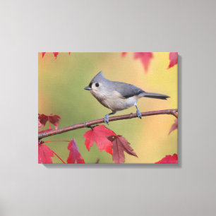 Tufted Titmice Canvas Print
