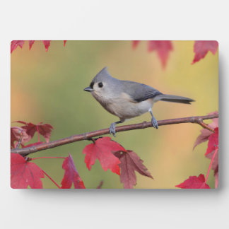 Tufted Titmice Plaque