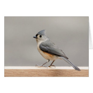 Tufted Titmouse