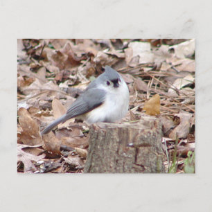 Tufted Titmouse Bird Postcard