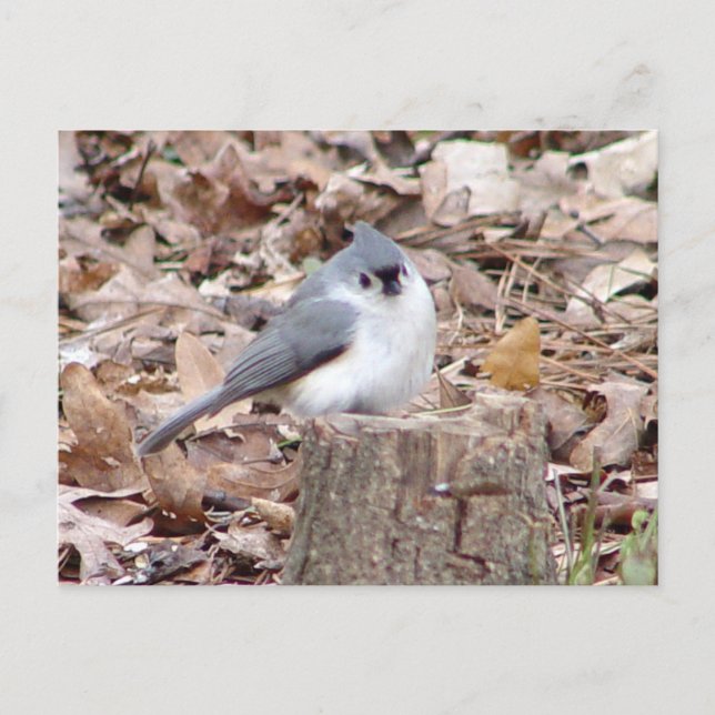 Tufted Titmouse Bird Postcard (Front)