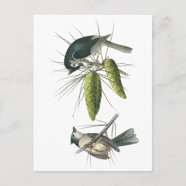 Tufted Titmouse by Audubon Postcard (Front)