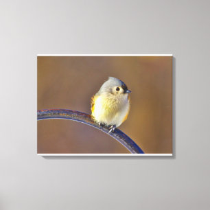 Tufted Titmouse Canvas Print