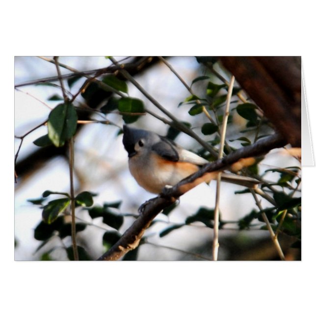 Tufted Titmouse Card (Front Horizontal)