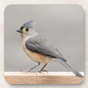 Tufted Titmouse Coaster
