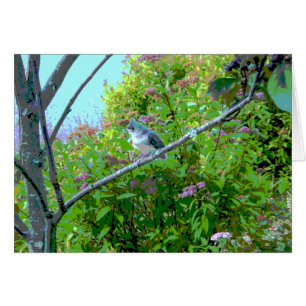 Tufted Titmouse Fledgling Baby Bird