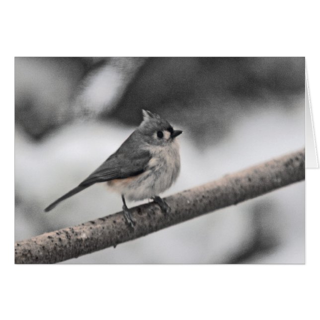 Tufted Titmouse Gray Day (Front Horizontal)